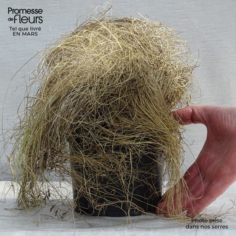 Carex comans Frosted Curls Maceta 2L/3L Ejemplar entregado en invierno