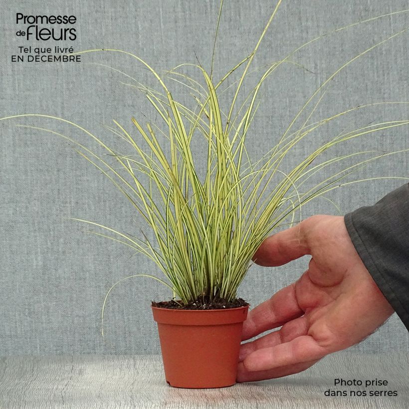 Carex brunnea Jenneke Maceta de 8/9 cm Ejemplar entregado en invierno