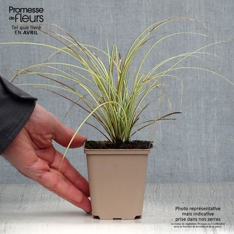 Carex brunnea Jenneke Maceta de 8/9 cm Ejemplar entregado en la primavera