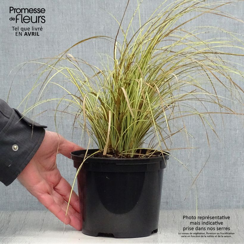Carex brunnea Jenneke Maceta 2L/3L Ejemplar entregado en la primavera