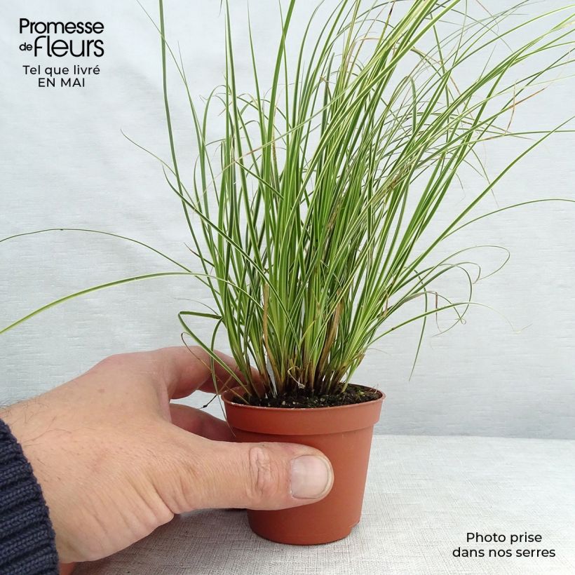 Carex brunnea Variegata Maceta de 8/9 cm Ejemplar entregado en la primavera