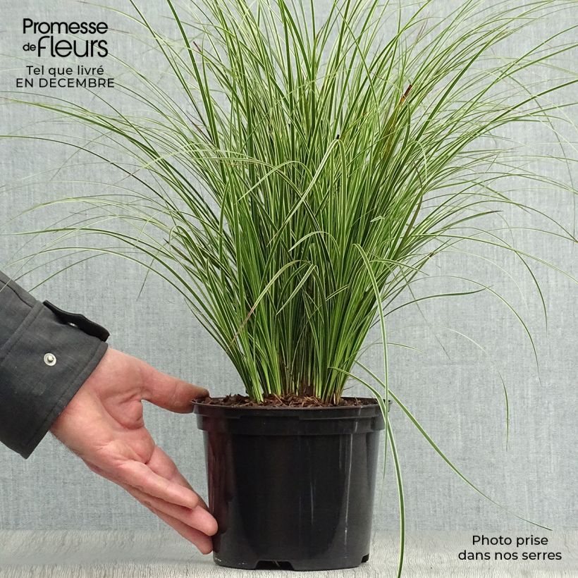 Carex brunnea Variegata Maceta 2L/3L Ejemplar entregado en invierno