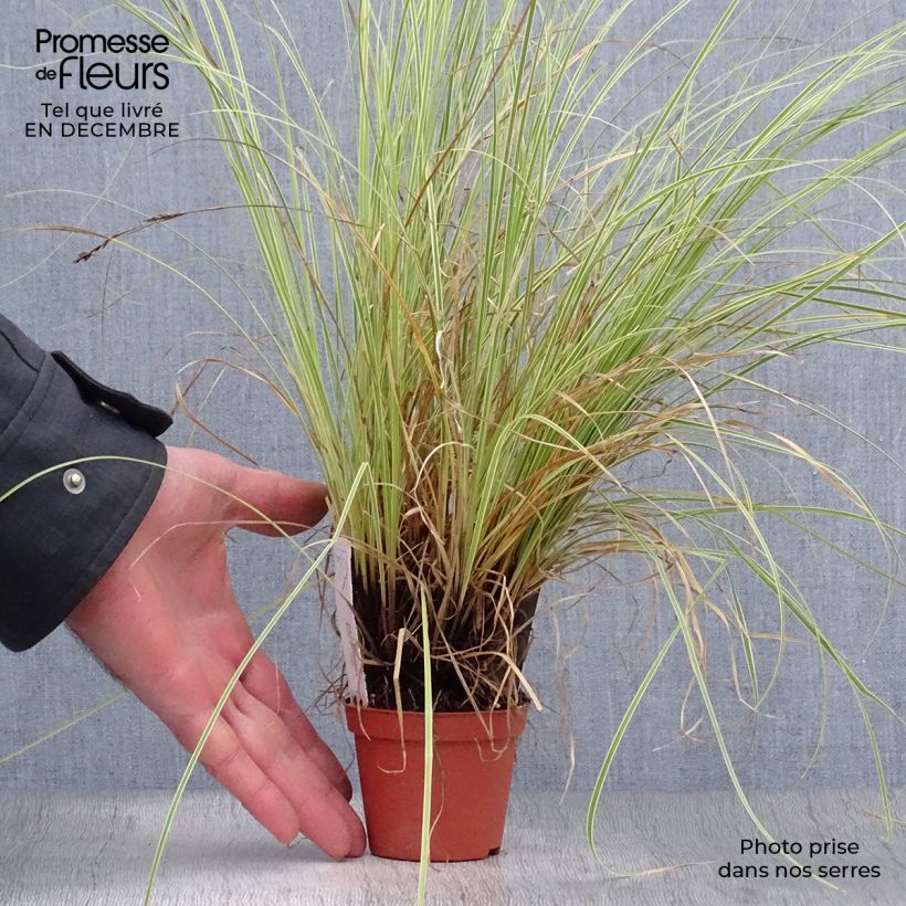 Carex brunnea Variegata Maceta de 8/9 cm Ejemplar entregado en invierno