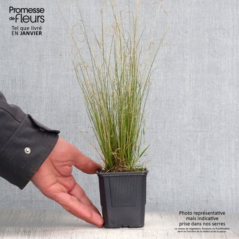 Carex buchananii Viridis Maceta de 8/9 cm Ejemplar entregado en invierno