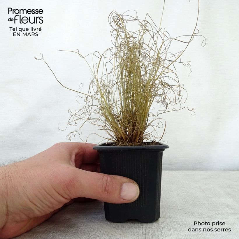 Carex buchananii Viridis Maceta de 8/9 cm Ejemplar entregado en la primavera