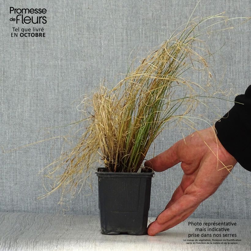 Ejemplar de Carex buchananii Viridis Maceta de 8/9 cm entregado en otoño