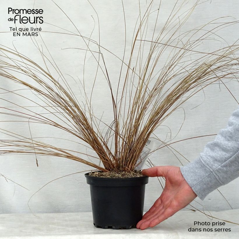 Carex buchananii Maceta 2L/3L Ejemplar entregado en la primavera