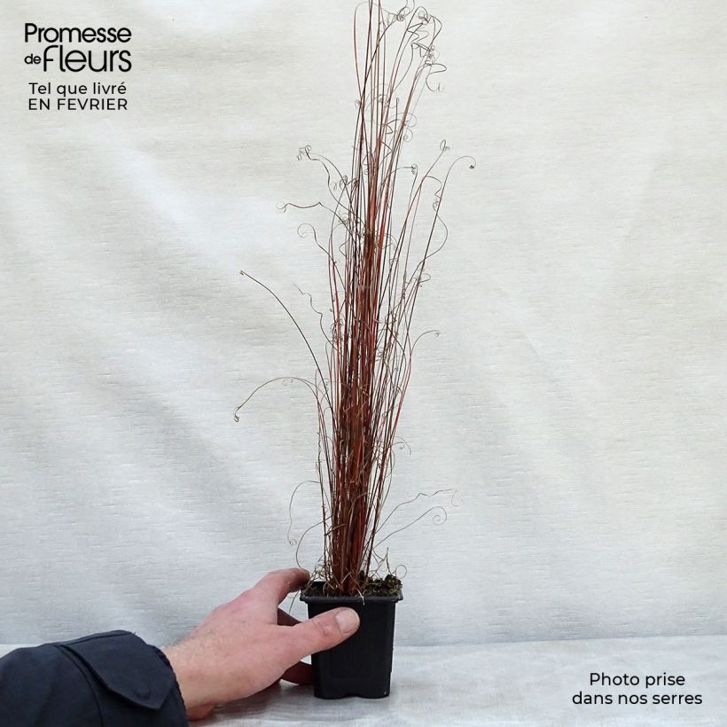 Carex buchananii Maceta de 8/9 cm Ejemplar entregado en invierno