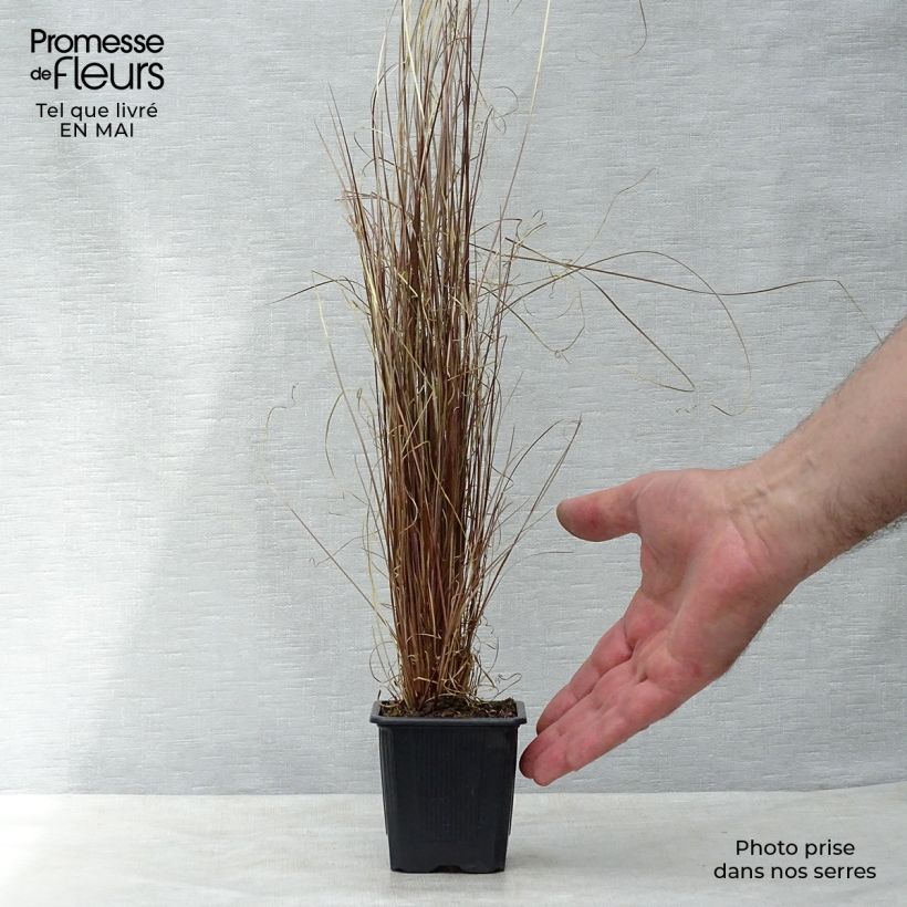 Carex buchananii Maceta de 8/9 cm Ejemplar entregado en la primavera