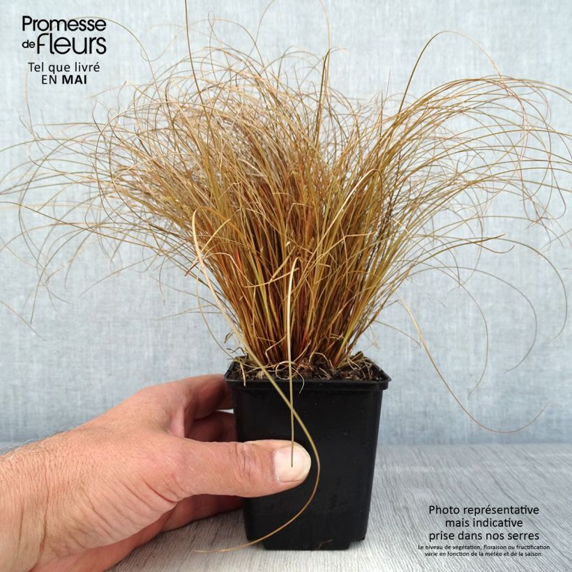 Carex comans Bronco Maceta de 8/9 cm Ejemplar entregado en la primavera