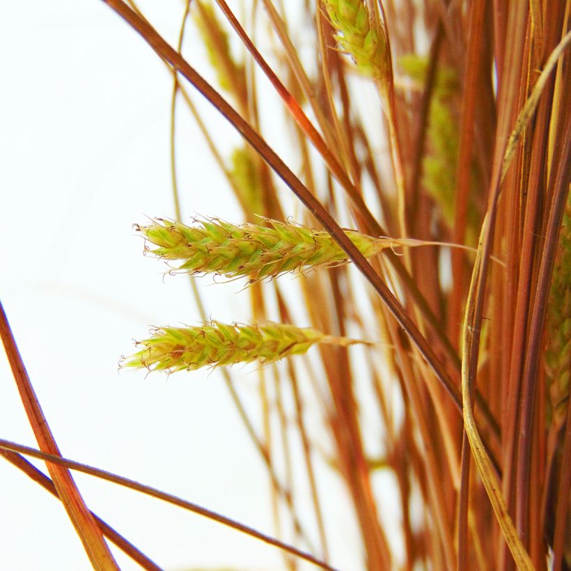 Carex comans Bronze Form (Floración)