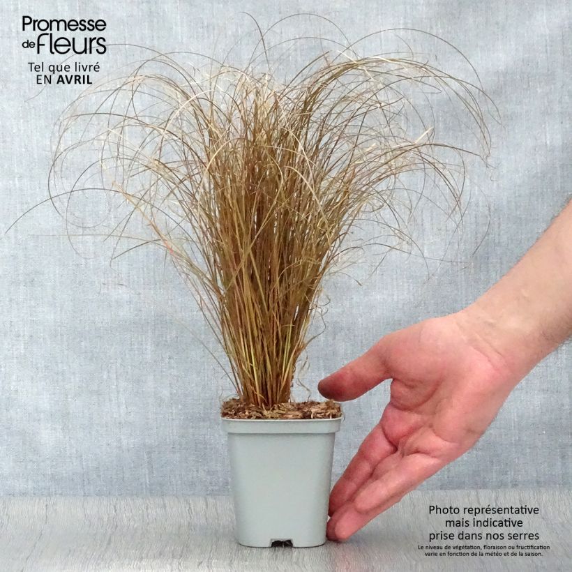 Carex comans Bronze Form Maceta de 8/9 cm Ejemplar entregado en la primavera