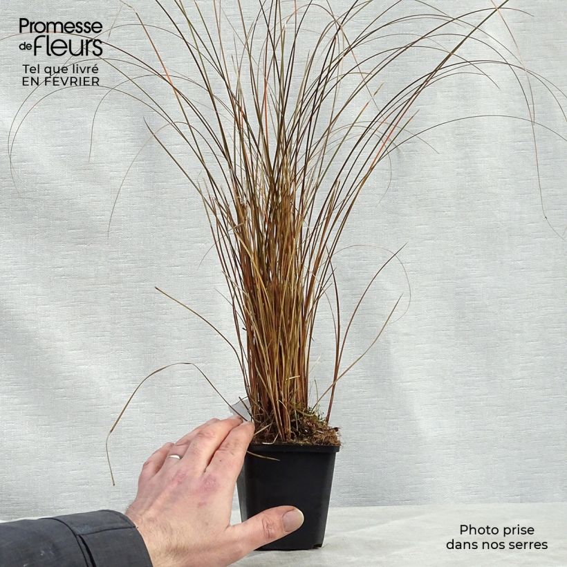 Carex comans Milk Chocolate Maceta de 8/9 cm Ejemplar entregado en invierno