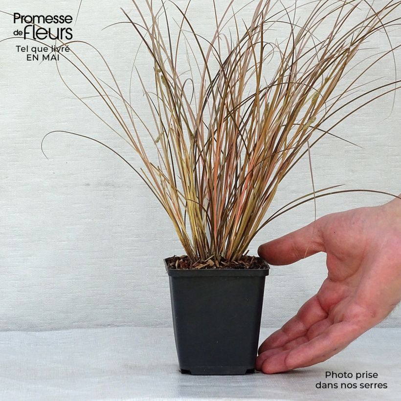 Carex comans Milk Chocolate Maceta de 8/9 cm Ejemplar entregado en la primavera