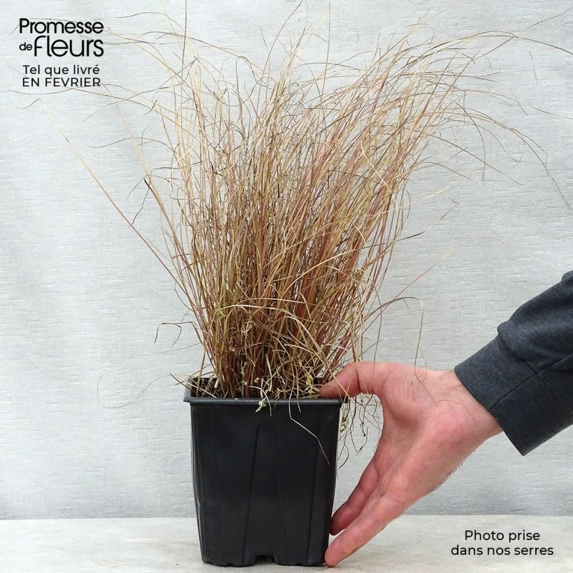 Carex comans Milk Chocolate Maceta 2L/3L Ejemplar entregado en invierno