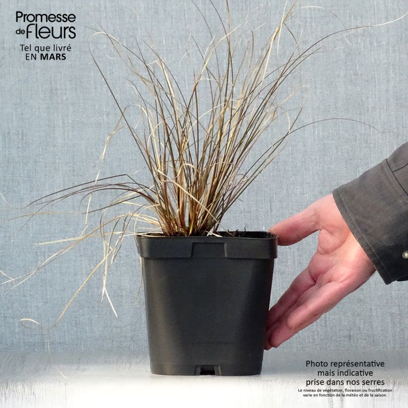 Carex comans Milk Chocolate Maceta 2L/3L Ejemplar entregado en la primavera