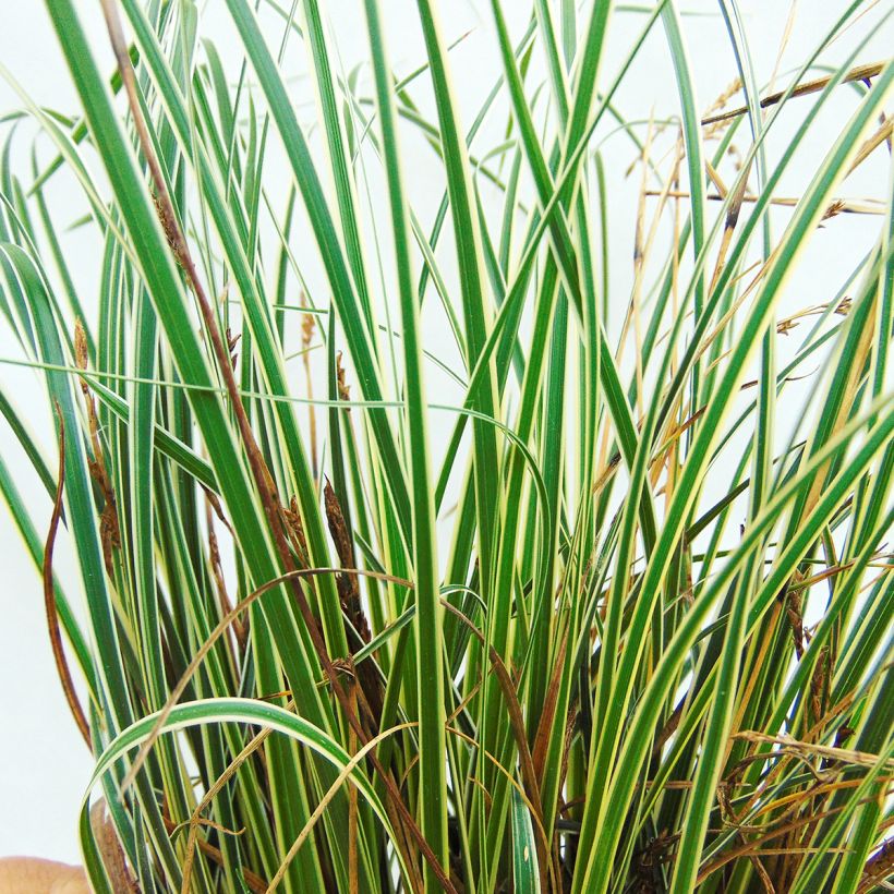 Carex conica Snowline (Follaje)