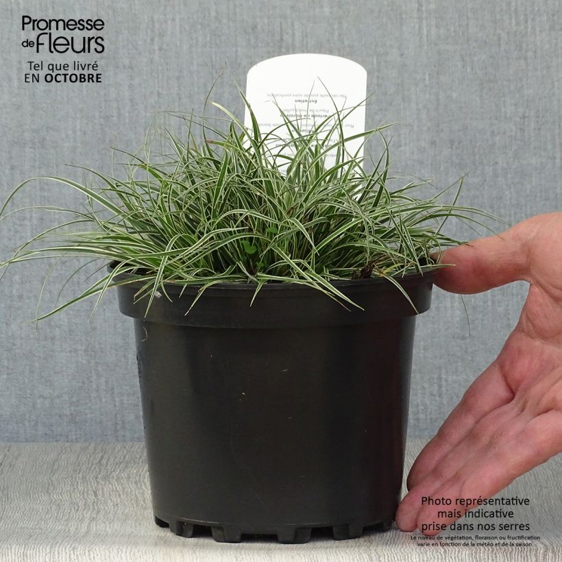 Ejemplar de Carex conica Snowline Maceta 2L/3L entregado en otoño