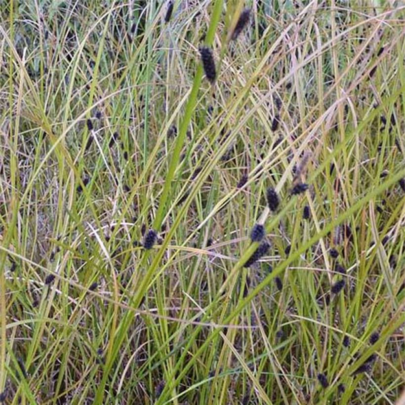 Carex dipsacea (Floración)