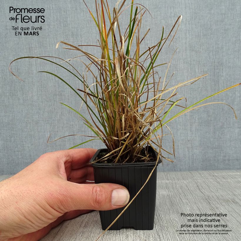 Carex dipsacea Maceta de 8/9 cm Ejemplar entregado en la primavera