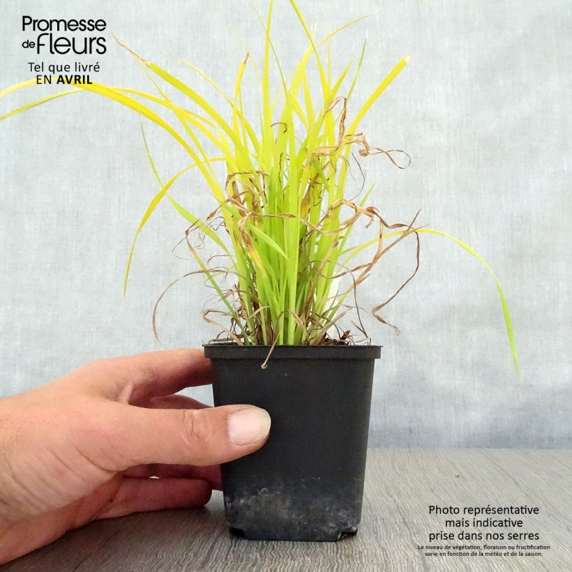Carex elata Aurea Maceta de 8/9 cm Ejemplar entregado en la primavera