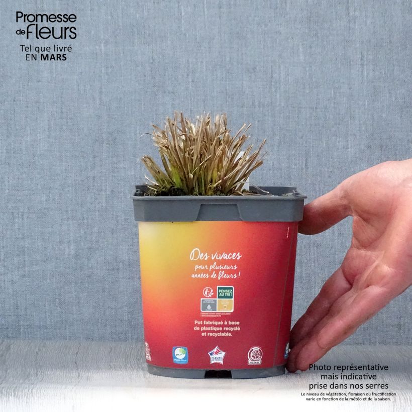 Carex elata Aurea Maceta 2L/3L Ejemplar entregado en la primavera