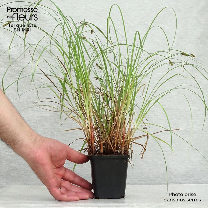 Carex flacca Maceta de 8/9 cm Ejemplar entregado en la primavera