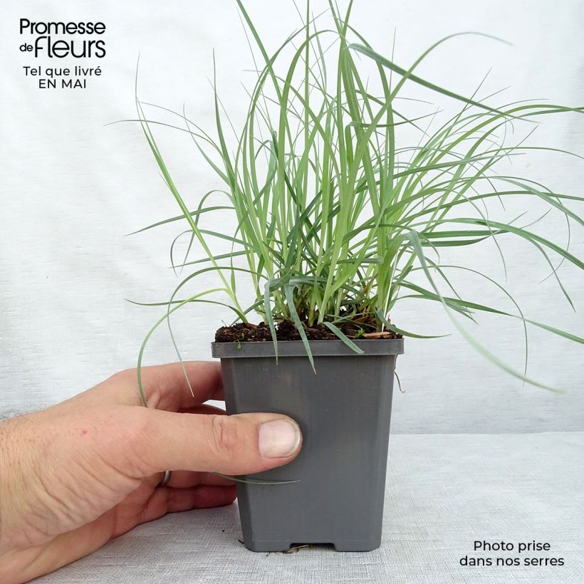 Carex flacca Blue Zinger Maceta de 8/9 cm Ejemplar entregado en la primavera