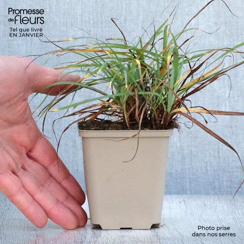 Carex flacca Blue Zinger Maceta de 8/9 cm Ejemplar entregado en invierno