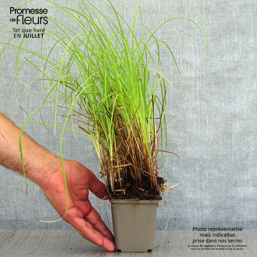 Ejemplar de Carex flacca Maceta de 8/9 cm entregado en verano