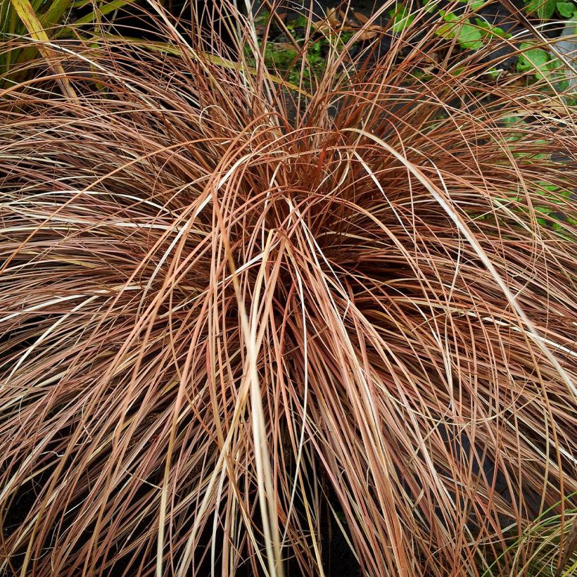 Carex flagellifera Bronzita (Porte)