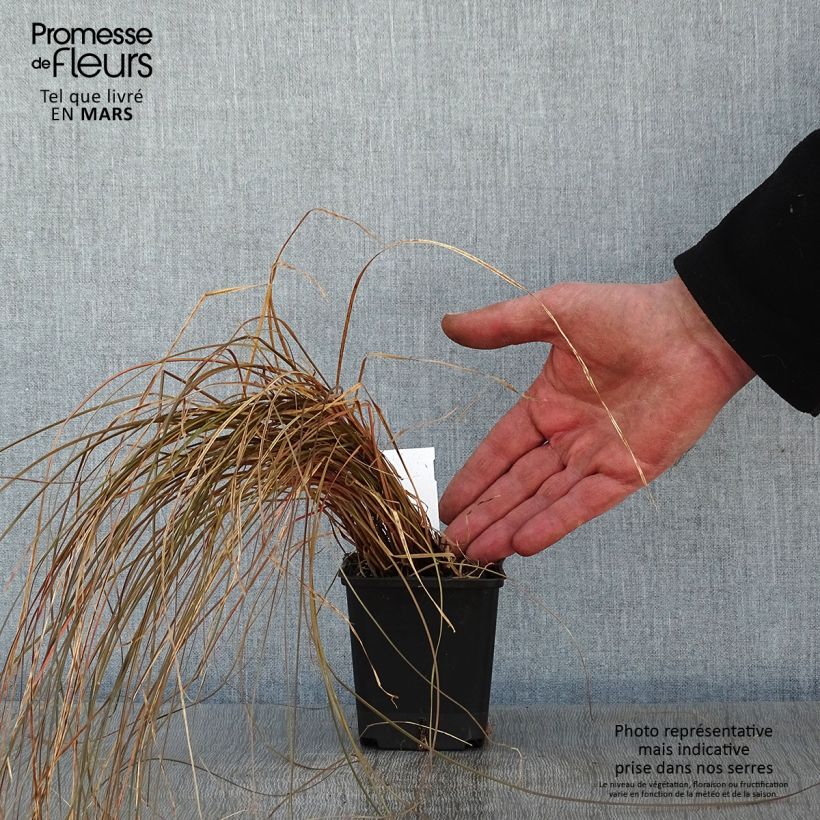 Carex flagellifera Bronzita Maceta de 8/9 cm Ejemplar entregado en invierno