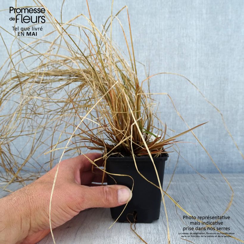 Carex flagellifera Bronzita Maceta de 8/9 cm Ejemplar entregado en la primavera