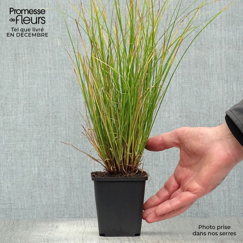 Carex flagellifera Kiwi Maceta de 8/9 cm Ejemplar entregado en invierno