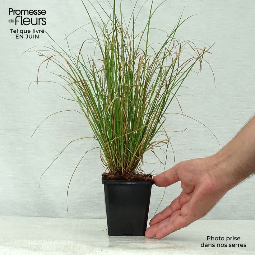Ejemplar de Carex flagellifera Maceta de 8/9 cm entregado en verano