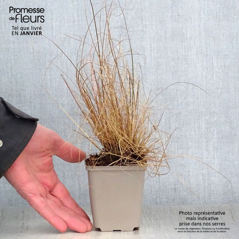 Carex flagellifera Maceta de 8/9 cm Ejemplar entregado en invierno
