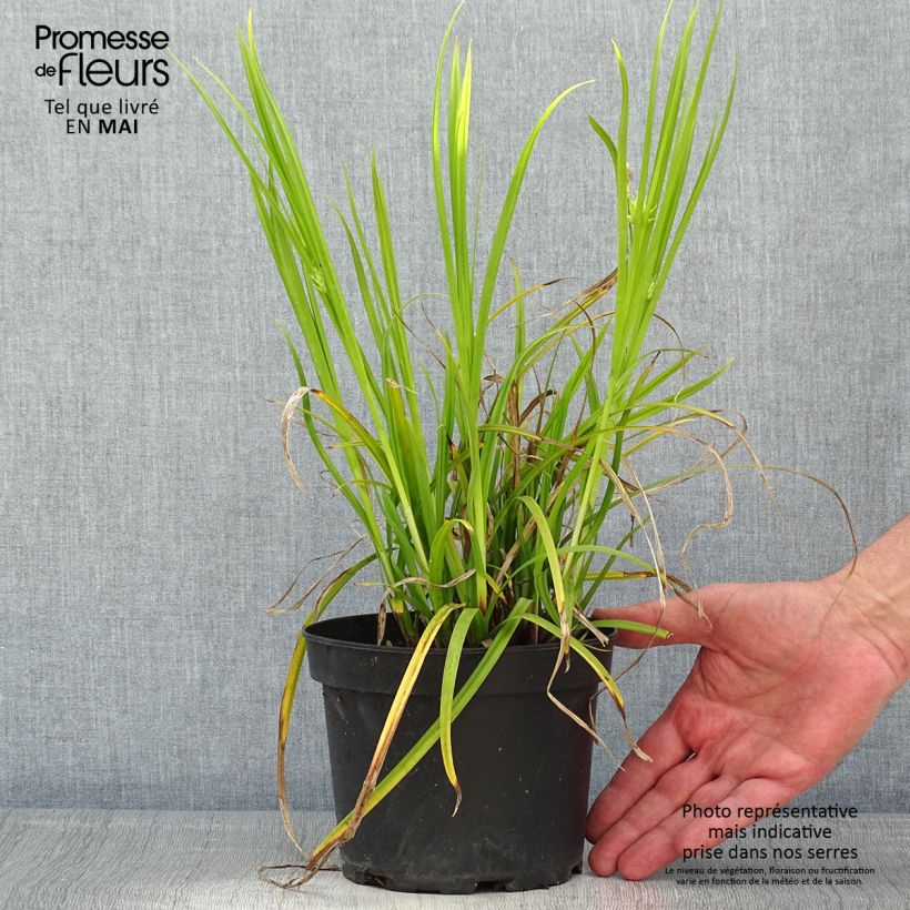 Carex grayi Maceta 2L/3L Ejemplar entregado en la primavera