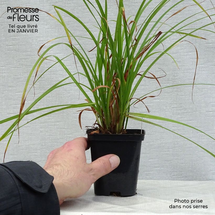 Carex grayi Maceta de 8/9 cm Ejemplar entregado en invierno