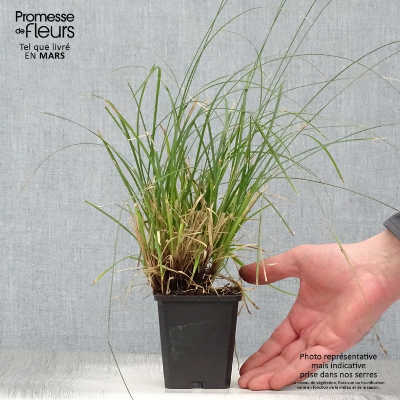 Carex lenta Osaka Maceta de 8/9 cm Ejemplar entregado en la primavera