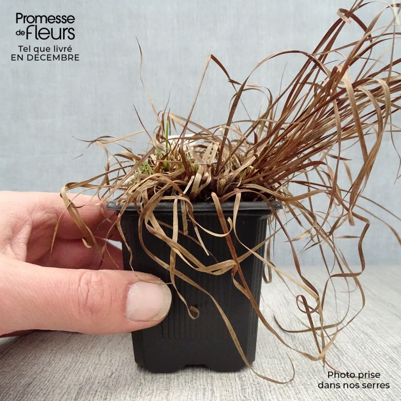 Carex montana Maceta de 8/9 cm Ejemplar entregado en invierno