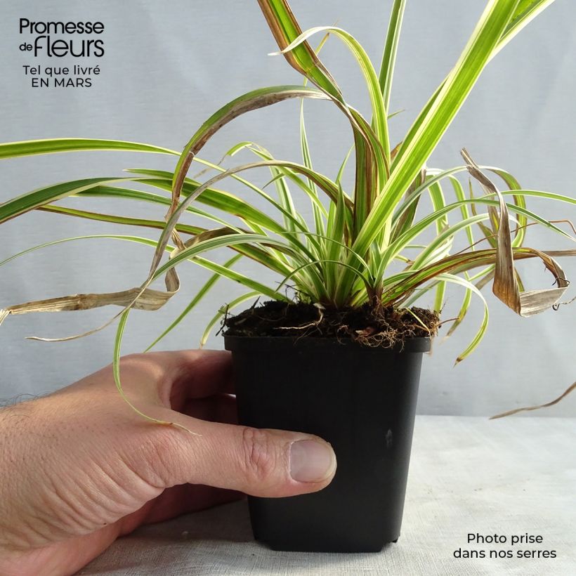 Carex foliosissima Aureovariegata Maceta de 8/9 cm Ejemplar entregado en invierno