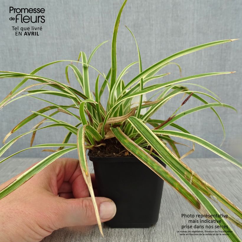 Carex morrowii Goldband Maceta de 8/9 cm Ejemplar entregado en la primavera