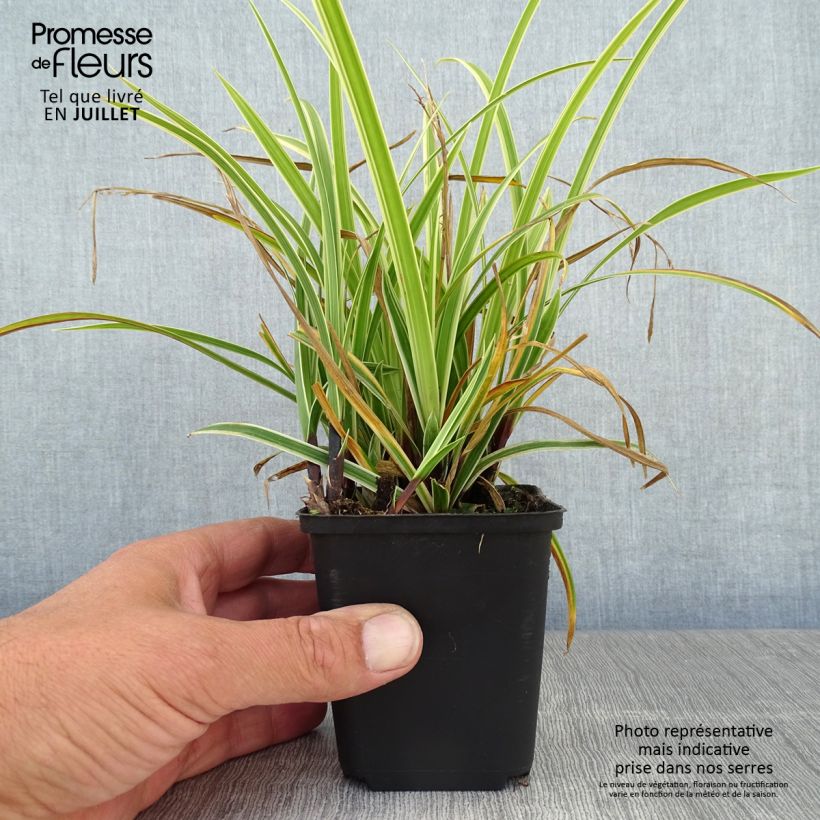 Ejemplar de Carex morrowii Goldband Maceta de 8/9 cm entregado en verano