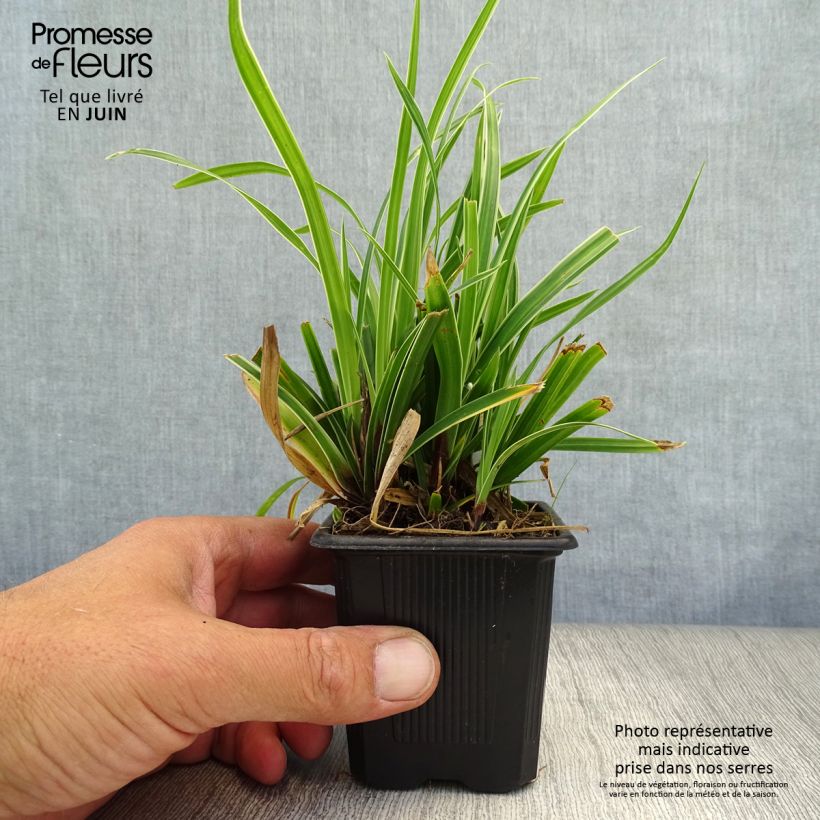 Ejemplar de Carex morrowii Ice Dance Maceta de 8/9 cm entregado en verano