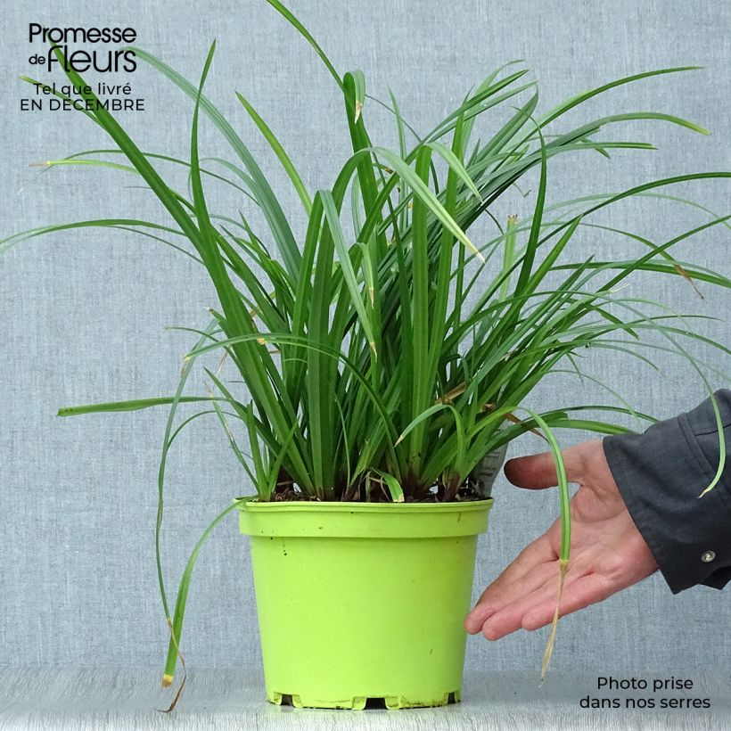 Carex foliosissima Irish Green Maceta 2L/3L Ejemplar entregado en invierno