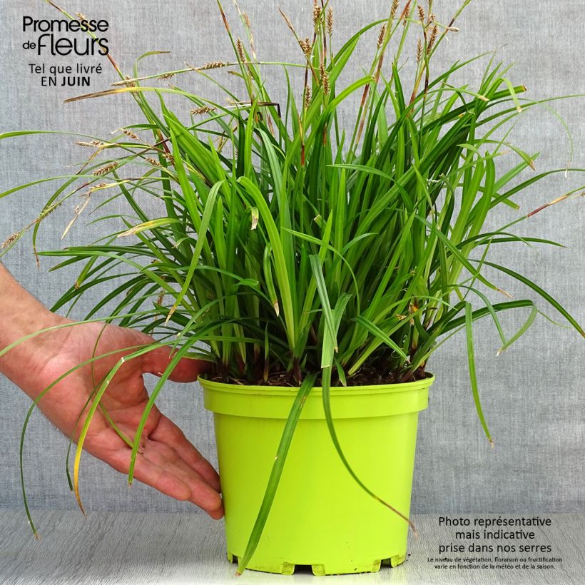 Ejemplar de Carex foliosissima Irish Green Maceta 2L/3L entregado en verano