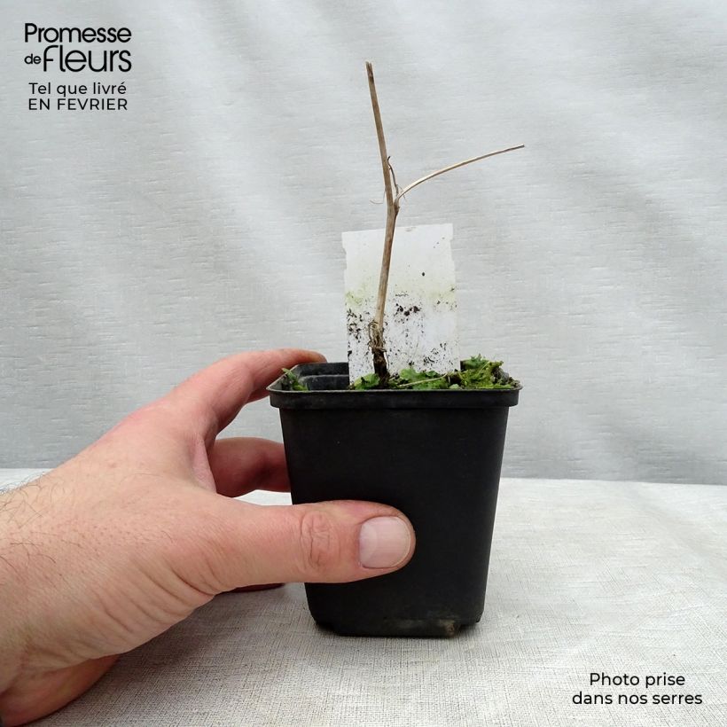 Carex morrowii Variegata Maceta 1L/1,5L Ejemplar entregado en invierno