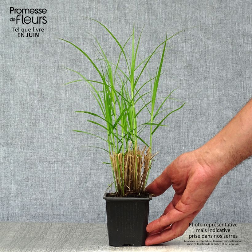 Ejemplar de Carex muskingumensis Maceta de 8/9 cm entregado en verano