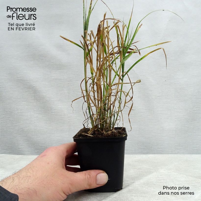 Carex muskingumensis Maceta de 8/9 cm Ejemplar entregado en invierno
