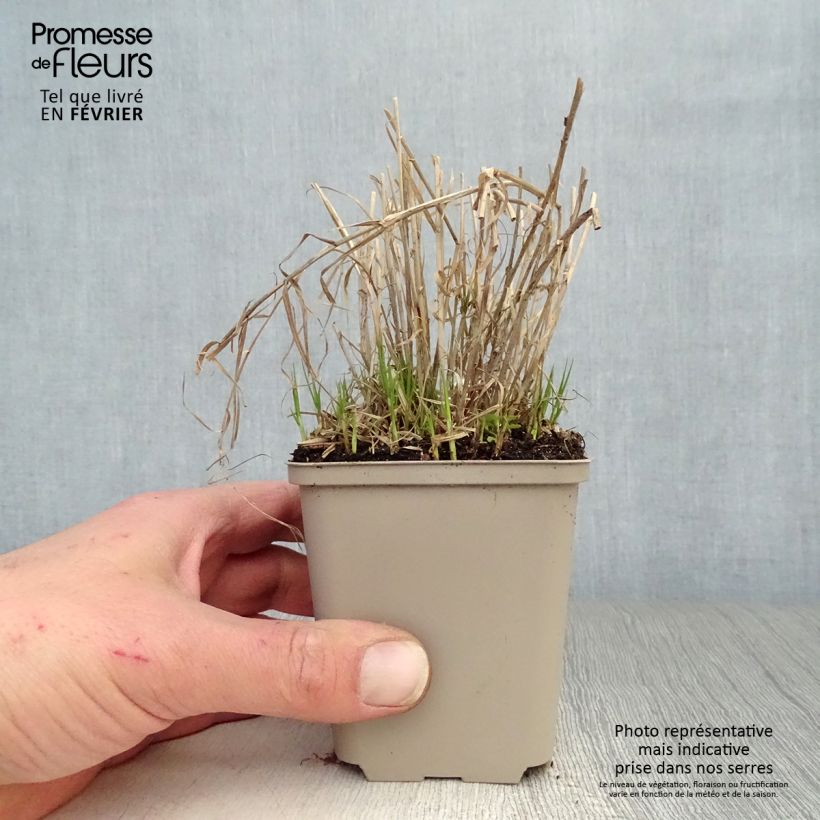 Carex muskingumensis Little Midge Maceta de 8/9 cm Ejemplar entregado en invierno